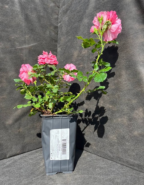 Роза плетистая Розариум Ютерсен